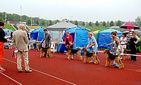 Terrier Show 2012