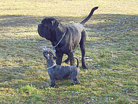 Toni und sein groer Freund