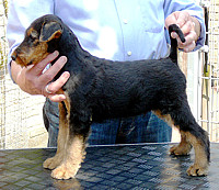 Konstantin